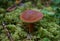 Boletus mushroom in the forest