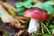 Boletus mushroom in forest