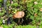 Boletus mushroom in green moss