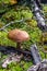 Boletus mushroom in green moss