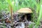 Boletus mushroom growing in the forest appeared from under dry grass and leaves