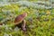 Boletus mushroom growing on the moss
