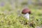 Boletus mushroom growing in moss in the forest. Beautiful autumn season plant. Edible leccinum mushroom, raw food