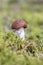 Boletus mushroom growing in moss in the forest. Beautiful autumn season plant. Edible leccinum mushroom, raw food