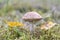 Boletus mushroom growing in moss in the forest. Beautiful autumn season plant. Edible leccinum mushroom, raw food