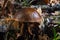 A boletus mushroom grows in the forest