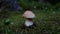 The boletus mushroom grows among green moss in a clearing in the forest. Edible healthy mushroom in the forest in summer