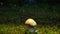 The boletus mushroom grows among green moss in a clearing in the forest. Edible healthy mushroom in the forest in summer