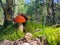 Boletus mushroom grows in moss