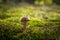 Boletus mushroom grows in moss forest