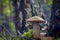 Boletus mushroom grows in nature