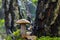 Boletus mushroom grows near birch tree