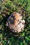 The boletus mushroom has been eaten by snails slugs