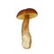 Boletus mushroom isolated on white background. King bolete.