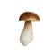 Boletus mushroom isolated on white background. King bolete.