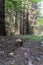 Boletus mushroom next to young green spruce, coniferous forest, summer sunny day