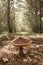 Boletus mushroom Suillus in Pinewood