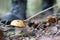 Boletus mushrooming man