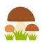 Boletus mushrooms