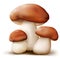 Boletus mushrooms