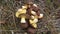 Boletus mushrooms on a clearing in the forest.