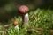 Boletus mushrooms growing in moss in the forest. Beautiful autumn season plants. Edible leccinum mushrooms, raw food