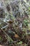 boletus mushrooms under dry pine needles close-up