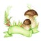 Boletus mushrooms watercolor with ribbon banner, big white mushroom with grass, spongy mushroom, vegetarian gourmet