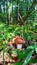 Boletus with an orange cap in the forest. edible mushroom in the forest