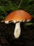 Boletus with an orange hat in the aspen forest. Edible mushroom. Aspen mushroom close up in a wood