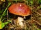 Boletus with an orange hat in the aspen forest. Edible mushroom. Aspen mushroom close up in a wood