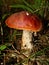 Boletus with an orange hat in the aspen forest. Edible mushroom. Aspen mushroom close up in a wood