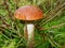 Boletus with an orange hat in the aspen forest. Edible mushroom. Aspen mushroom close up in a wood