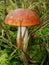 Boletus with an orange hat in the aspen forest. Edible mushroom. Aspen mushroom close up in a wood