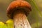 Boletus pinophilus, best mushrooms in taste