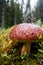 Boletus pinophilus in green moss