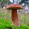 Boletus pinophilus mushroom