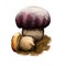 Boletus pinophilus mushroom, digital art illustration. Pine pinewood king bolete vegetable with big tight cap on top