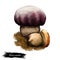 Boletus pinophilus mushroom, digital art illustration. Pine pinewood king bolete vegetable with big tight cap on top, fungus