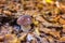 Boletus or porcini fungi mushroom in the forest, close-up