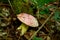 Boletus regius mushroom in the forest