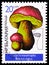 Boletus regius, Mushrooms serie, circa 1987