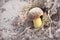 Boletus regius - rare and protect king bolete in forrest. Collage of classic photograph and charcoal or graphite drawing