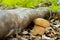 boletus reticulatus