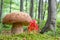 Boletus reticulatus in beech forest