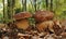 Boletus reticulatus fungus