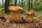 Boletus reticulatus fungus