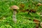 Boletus scaber on the hummock moss