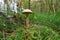 Boletus scaber (Leccinum scabrum) on the hummock moss