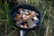 Boletus scaber (Leccinum scabrum) in a pan in the forest, freshly picked mushrooms